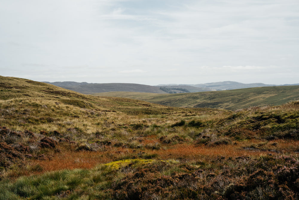 Deya Brewery // Peatland Restoration